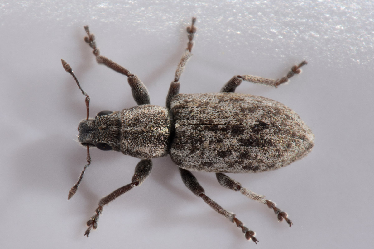 Curculionidae: Sitona cylindricollis? No, Sitona tenuis